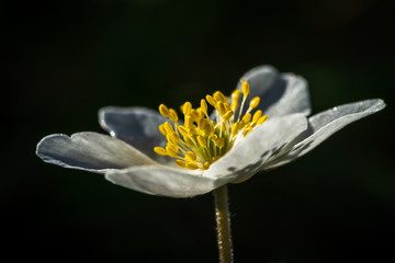 Buschwindr&ouml;schen