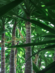 Close-up view of palm tree trunks in the jungle. Concept background, wildlife, nature, landscape.