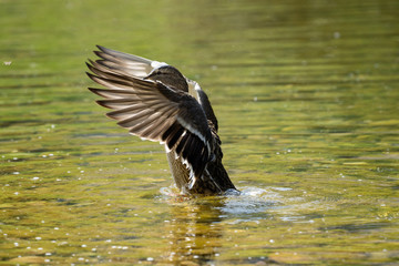Ente Fl&uuml;gelschlag