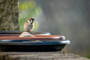 Sperling an Vogeltr&auml;nke