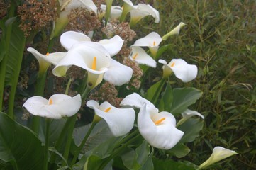 massif d'arums blanc dans le jardin