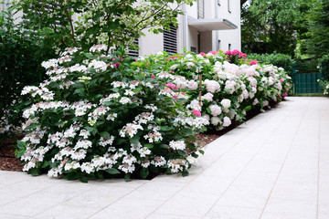 View of the path near the building made of natural stone, along which hydrangea of different varieties grows. The concept of landscape design, garden, plant growing.