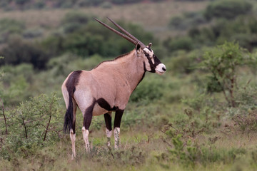 One gemsbok with long,straight horns walking in the lush green veld of Mokala National Park, South...