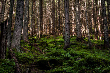 Fototapeta premium Forest and green moss