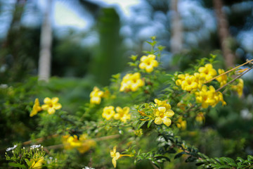Fototapeta premium Beautiful yellow flowers on green leaves. 