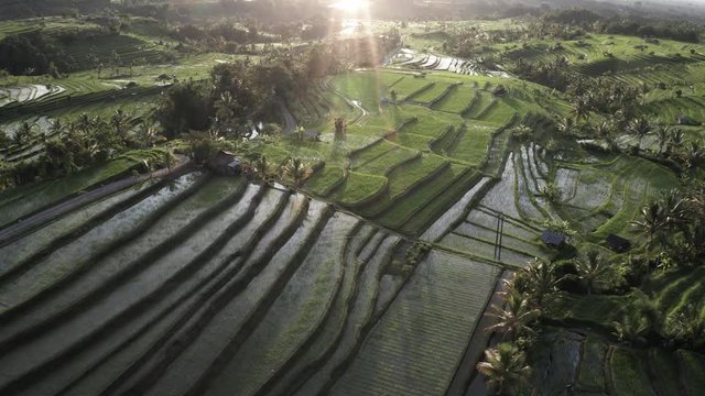 Aerial view of the Jatiluwih terraces ricefield at sunrise. Bali, Indonesia. Unesco world heritage.