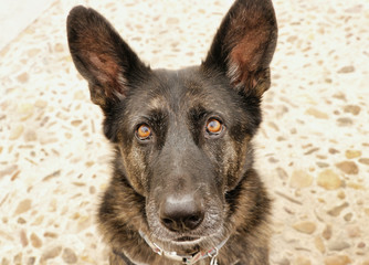 Retrato en primer plano de perro negro pastor alemán con ojos ambar
