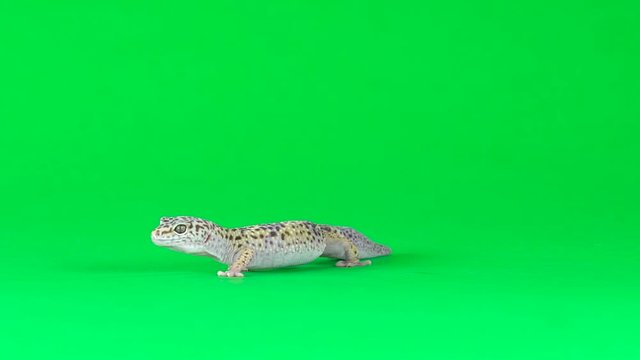 Yellow and brown spotted leopard gecko eublefar isolated at green screen. Close up. Slow motion.