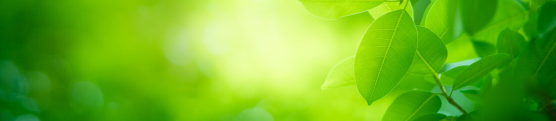 Nature of green leaf in garden at summer. Natural green leaves plants using as spring background cover page greenery environment ecology wallpaper