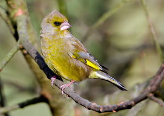 Greenfinch on a branch