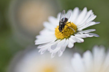 Diptera insect on daisy flower