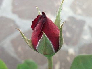rosa in primavera