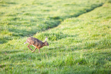 hare moves in green grassy meadow in the netherlands