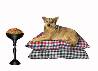 The beige dog is lying on a stack of pillows. A black bowl with dry food is next to him. White...