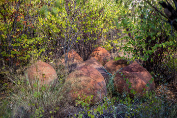 Large clay barrels lie in the grass under the trees. Cypriot pottery. 