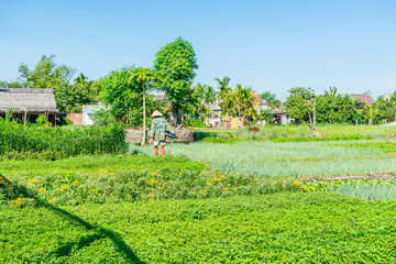 Tra Que village, organic vegetable field, near Hoi An old town, Vietnam