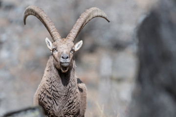 The mighty Alpine ibex in rocky region (Capra ibex)