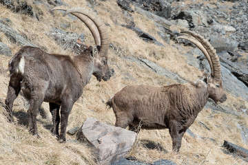 Herd of Alpine ibexes in autumn season (Capra ibex)