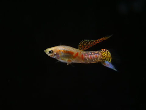 Poecilia reticulata Ginga Rubra