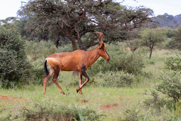 Fototapeta premium One red hartebeest running from left to right in the Mokala National Park, South Africa