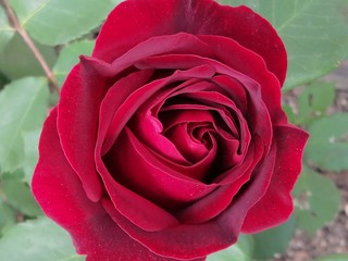 rosa in primavera