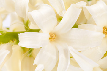 Backgrouf of white spring flowers of hyacinth, close up