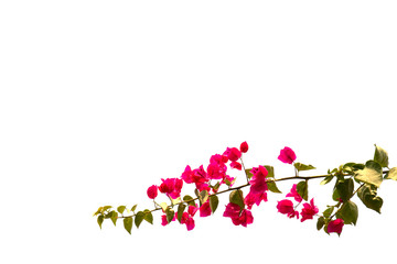 Pink bougainvillea isolated on white background.