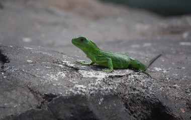 Small Green Iguana Basking in the Sunshine