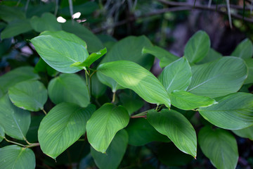 green leaves of a tropical plant