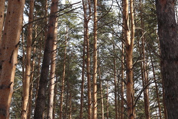 Pine forest tree trunks in Russia