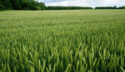 Green Wheat field. Wheat field in july.Beautiful green cereal field background                            