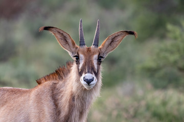 Portrait of one roan antelope looking right at the camera in Mokala National Park, South Africa