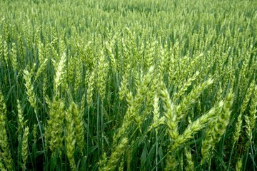 Green Wheat field. Wheat field in july.Beautiful green cereal field background                            