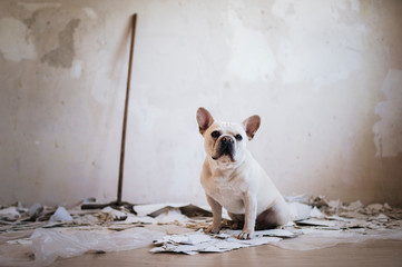 Fototapeta na wymiar French bulldog is helping renovating at home