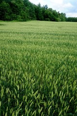 Green Wheat field. Wheat field in july.Beautiful green cereal field background                            