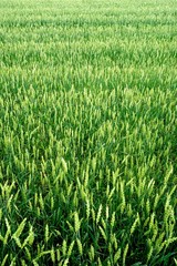 Green Wheat field. Wheat field in july.Beautiful green cereal field background                            