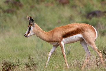 Portrait of one springbok walking from right to left in the lush green veld of Mokala National Park, South Africa - obrazy, fototapety, plakaty