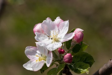 Obraz premium White with delicate pink inflorescence on a branch of apple tree on a sunny spring day