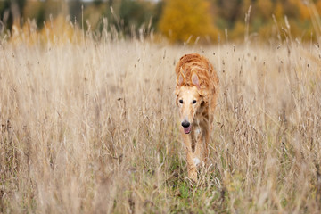 Puppy borzoi walks outdoor at summer day