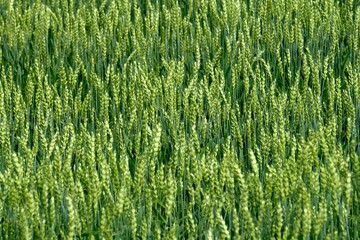 Green Wheat field. Wheat field in july.Beautiful green cereal field background                            