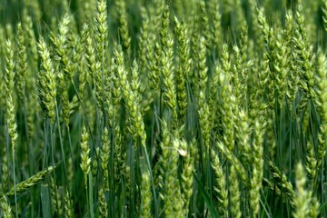 Fototapeta na wymiar Green Wheat field. Wheat field in july.Beautiful green cereal field background 