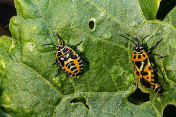 Orange-black beetle. Green eater