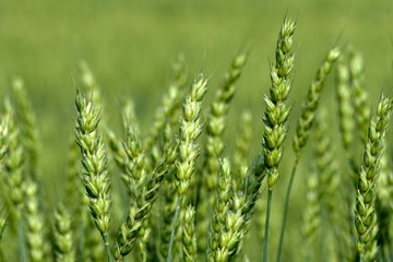 Green Wheat field. Wheat field in july.Beautiful green cereal field background                            