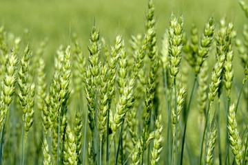 Green Wheat field. Wheat field in july.Beautiful green cereal field background                     ...