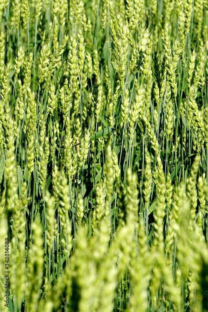 Wall mural green wheat field. wheat field in july.beautiful green cereal field background