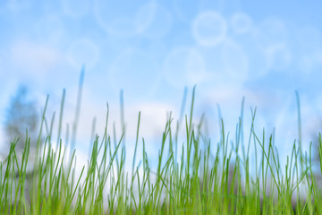 Tender spring background with fresh grass, blue sky and soft bokeh circles.