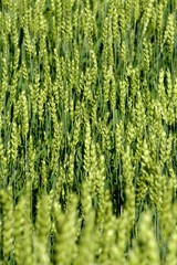 Green Wheat field. Wheat field in july.Beautiful green cereal field background                            