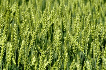 Fototapeta na wymiar Green Wheat field. Wheat field in july.Beautiful green cereal field background 