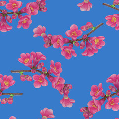 Quince on a blue background