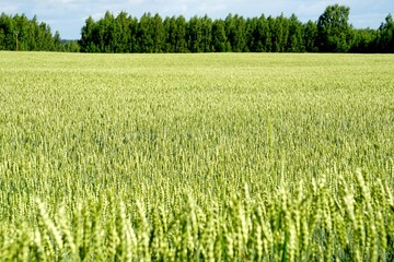 Green Wheat field. Wheat field in july.Beautiful green cereal field background                            
